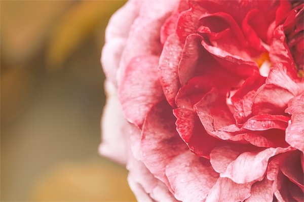 马上就要进行期末考试了，千万不能看什么书?