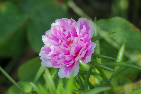 初三毕业典礼教师寄语 【初三毕业典礼教师寄语50字】