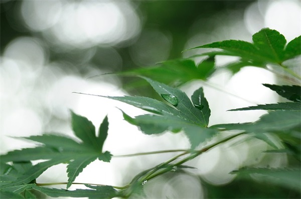 感谢一个男人对我的爱的句子精选141句