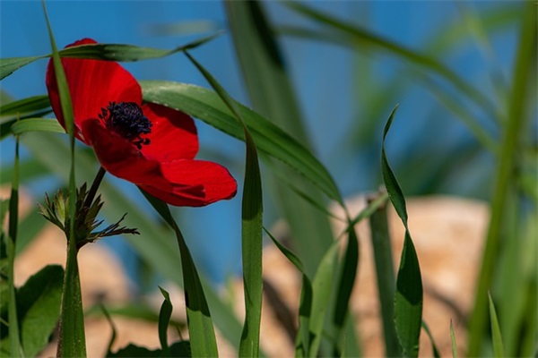 开学寄语短句 【开学寄语短句15字】