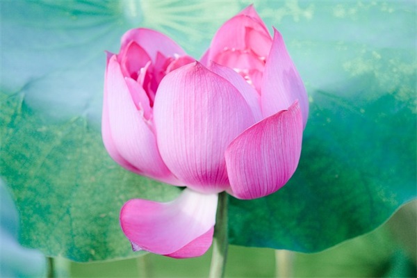 给初中学生的毕业寄语简短 【写给初中毕业学生的寄语】