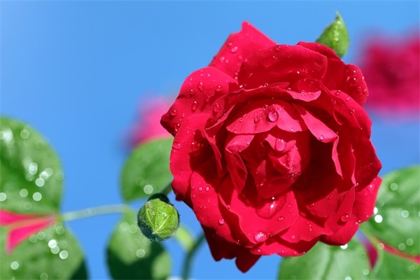 王者cp情侣网名【精选93个】