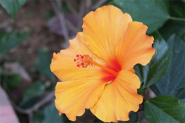 网名女生霸气冷酷好听英文名字优选103个