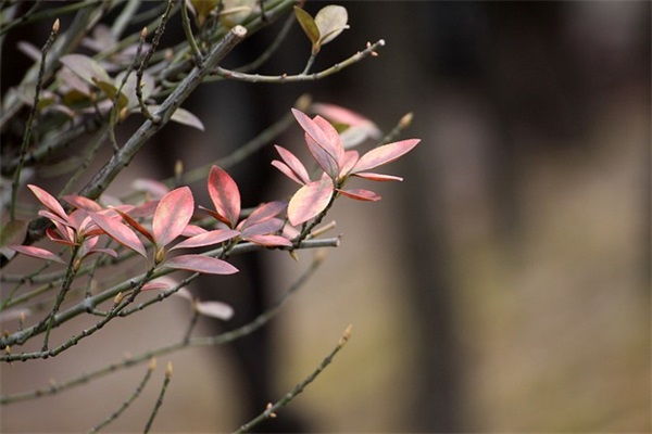 描写春暖花开的句子的优美诗词 关于春暖花开的优美句子