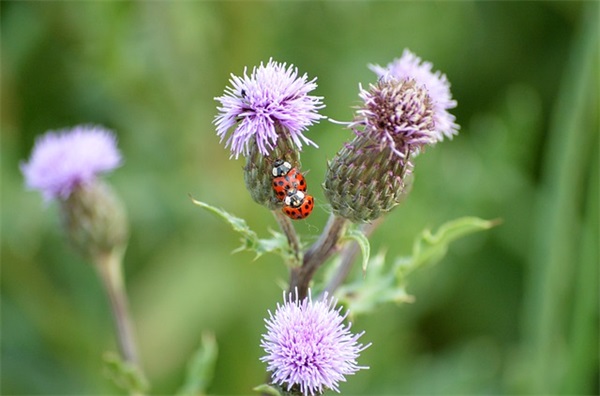 好词好句摘抄加赏析