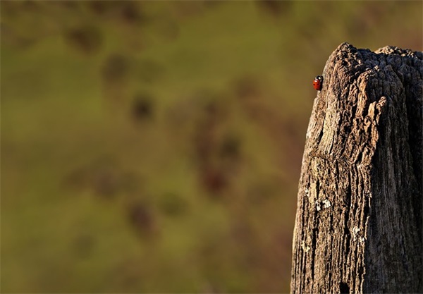 卜算子咏梅陆游翻译赏析