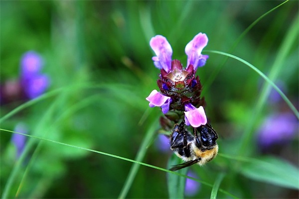 我的好朋友二年级作文