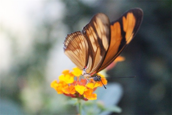 姜子牙属什么生肖打一生肖 姜子牙 是什么生肖