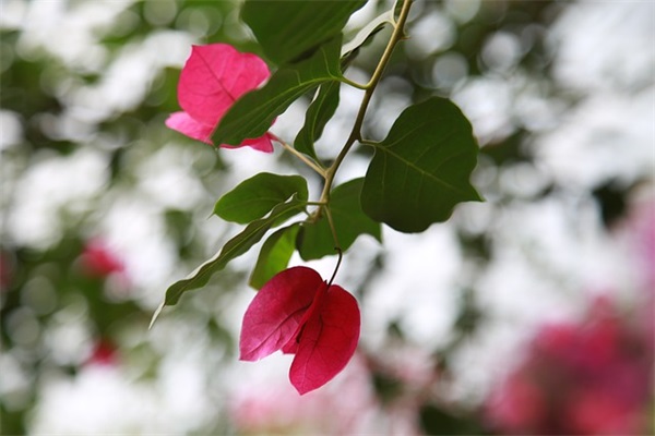 再累也会拼搏到底的生肖 再累也会拼搏到底的生肖有哪些