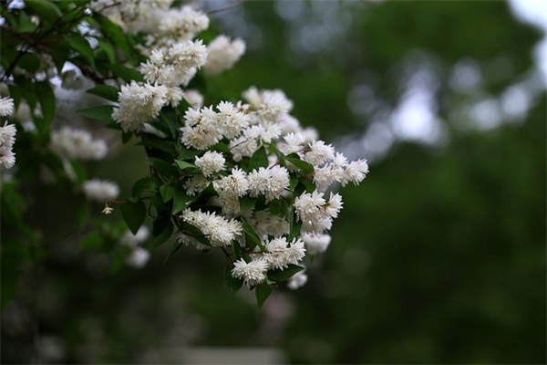 上坟可以穿长裙吗 女孩子上坟有什么忌讳