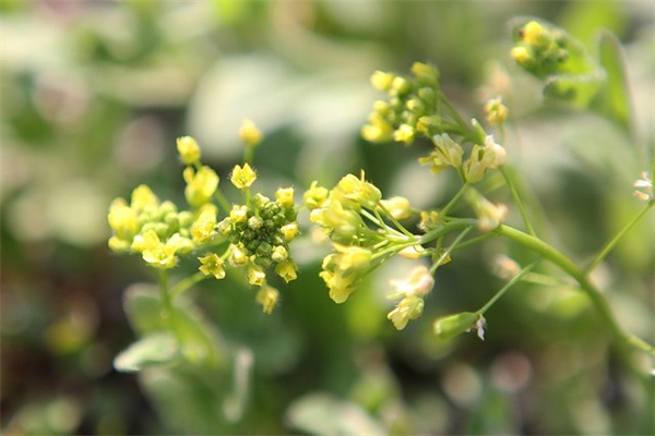 坐享其功是什么生肖 坐享其成指什么生肖动物