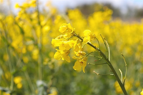 梦见三条大蟒蛇是什么意思 梦到三条蟒蛇预示着什么周公解梦