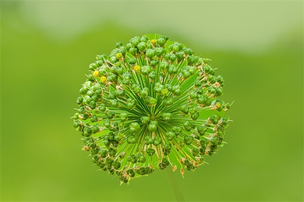 贴春联是哪一天 春联什么时候贴有没有讲究