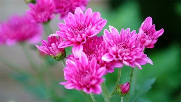 幼儿园小朋友老师寄语-50句