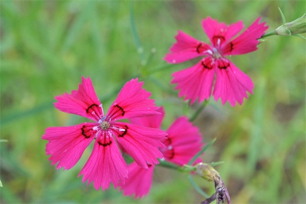 幼儿园成长故事老师寄语-52句