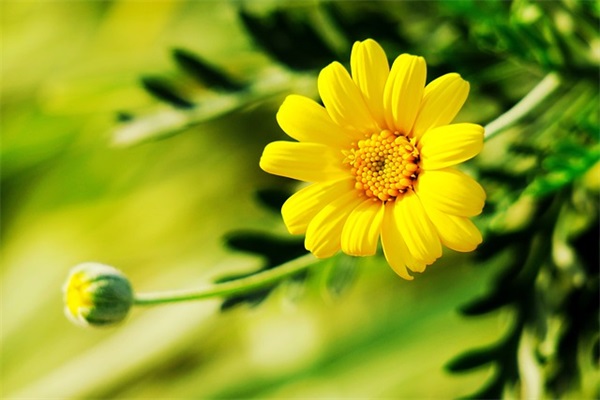 描写乡村的袅袅炊烟升起的优美句子通用(40句)