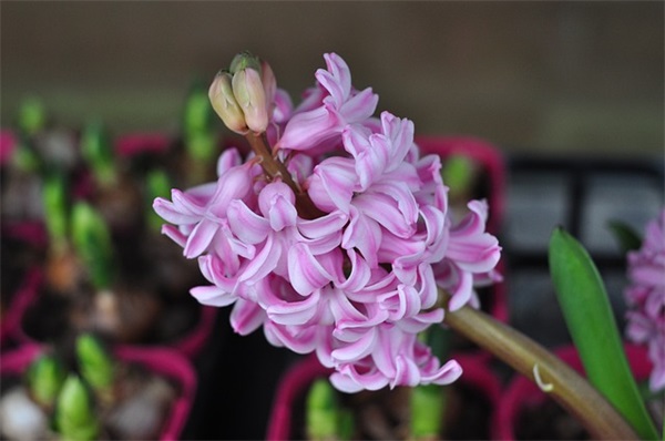 幽默赞美做菜手艺好的句子摘录四十条