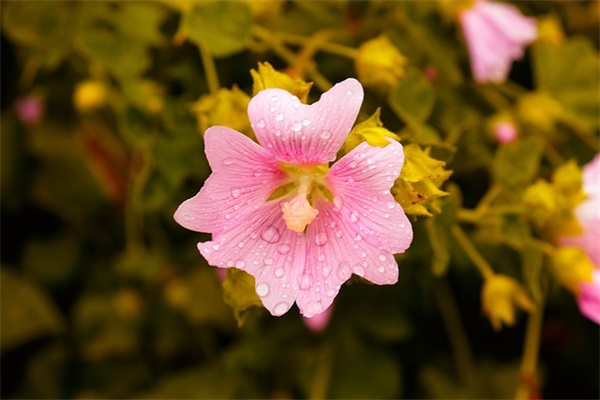 余生不离不弃的句子锦集48句