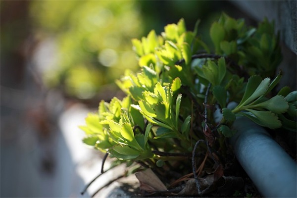 春天的桃花句子200句