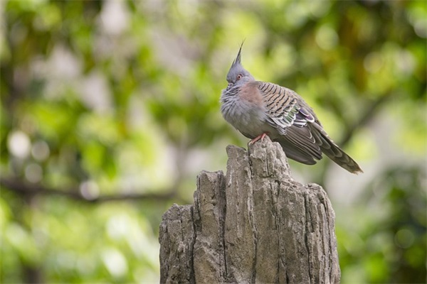 烧秸秆标语97句