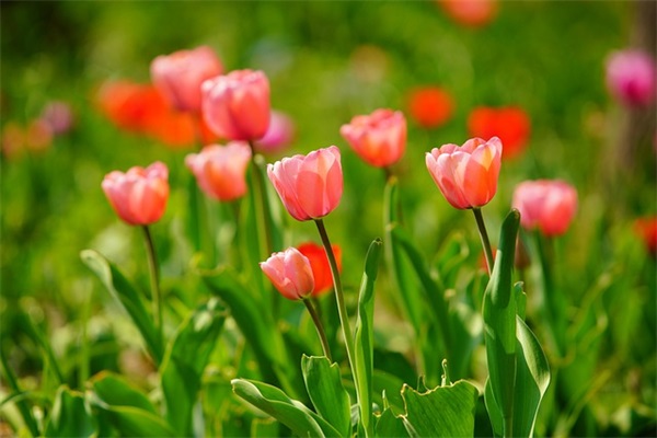 朋友圈互相问候的早安祝福语