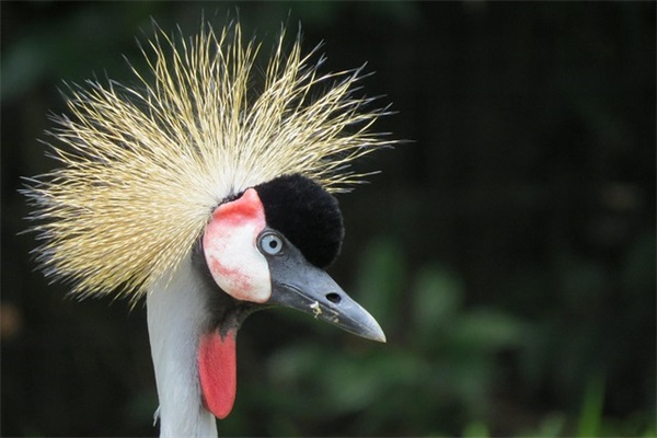 元旦祝福语五十字以内 简短元旦祝福语