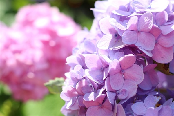 句句暖人心,妹妹结婚祝福的话语(送给妹妹结婚祝福语)