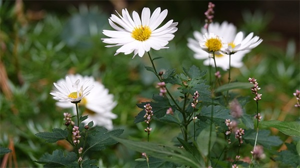 给公司新人的祝福语64句