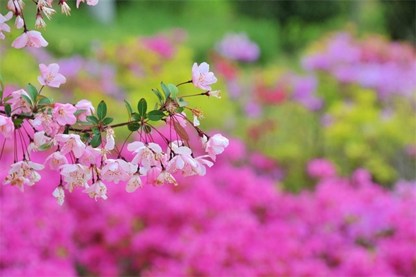 适合情人节发的暖心情话短句 情人节祝福语