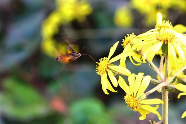 亲戚生孩子的祝福语38句