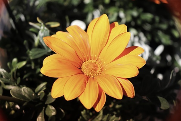 伤感古代爱情句子