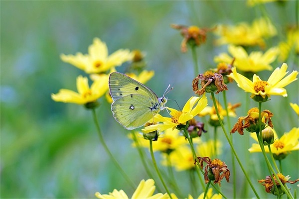 同学生日快乐祝福语 同学生日快乐祝福语简短