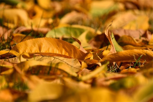 感念师恩祝福语 感谢老师的话简短