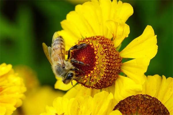 祝领导事业顺利祝福语 祝愿领导事业顺利的话