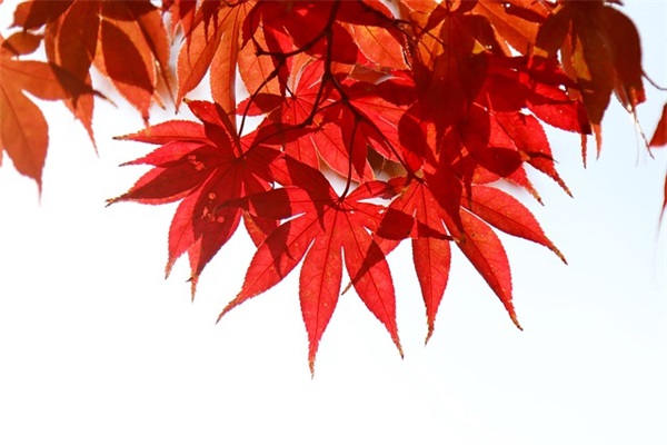 祝朋友的儿子生日祝福语大全