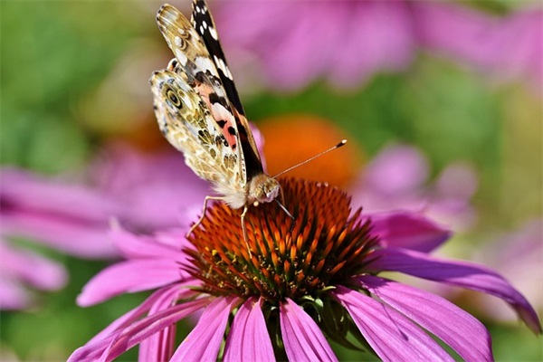 春天的比喻好句子
