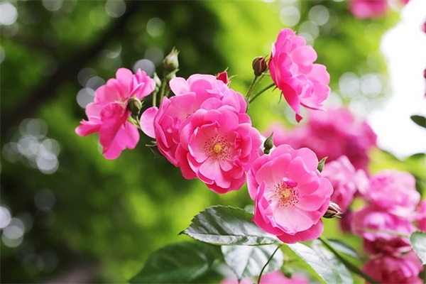 形容一人很贱的句子52句