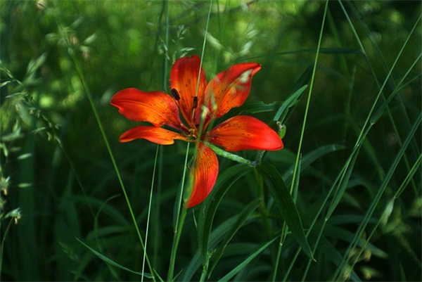 领导对工作认真负责的句子 认真负责的句子