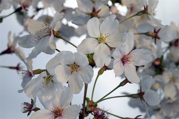 古诗生日祝福语 古诗生日祝福文案