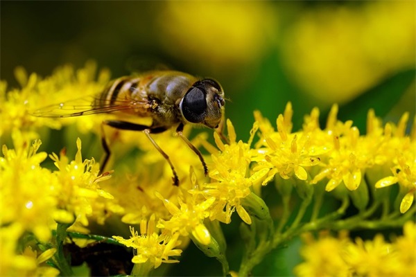 父亲过生日的祝福语