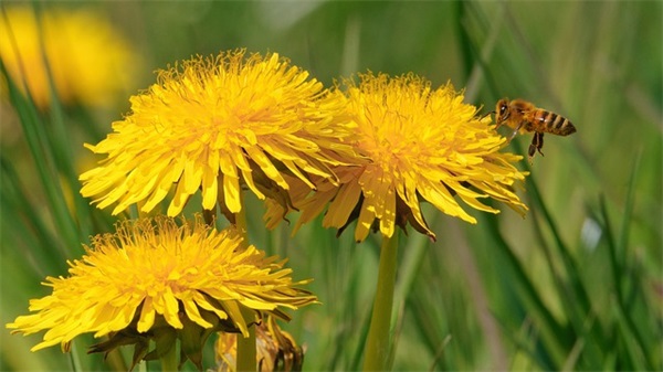 唯美诗意的句子精选语录(唯美生日祝福有诗意的句子)
