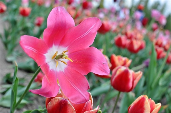 朋友子女结婚祝福语 朋友子女结婚祝福语短信