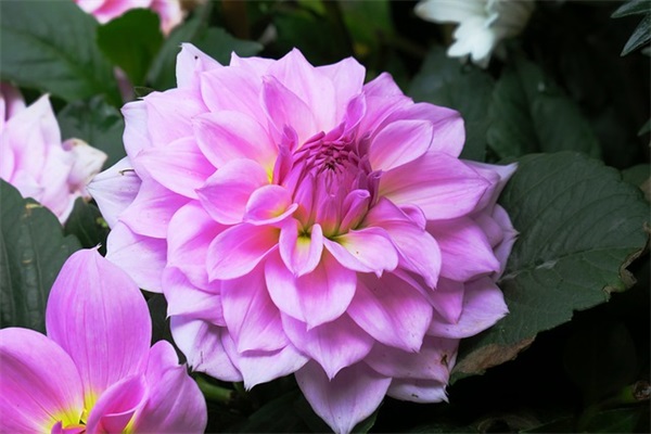 2026年女神节创意文案祝福语 新年祝福语