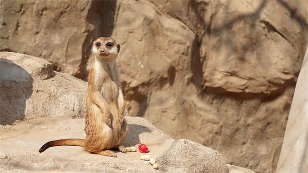 万圣节有关南瓜的优美句子