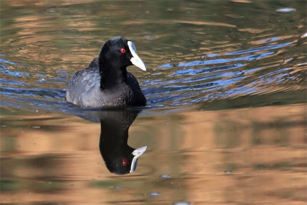 爱而不能在一起的句子 爱而不得的伤感句子