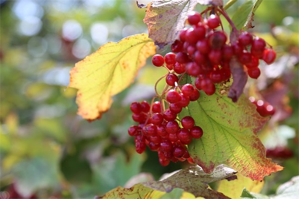 祝福语顺口27句