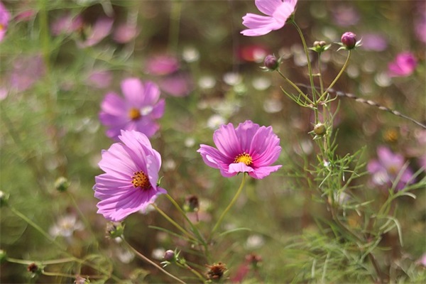 闺蜜的生日祝福语