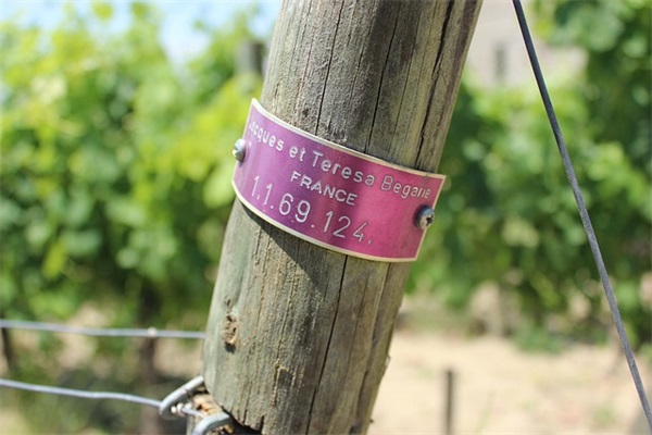 关于金婚的祝福语24句