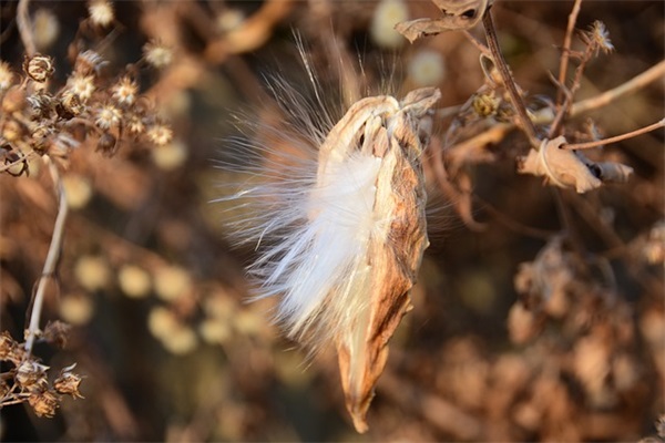 新婚父亲祝福语大全