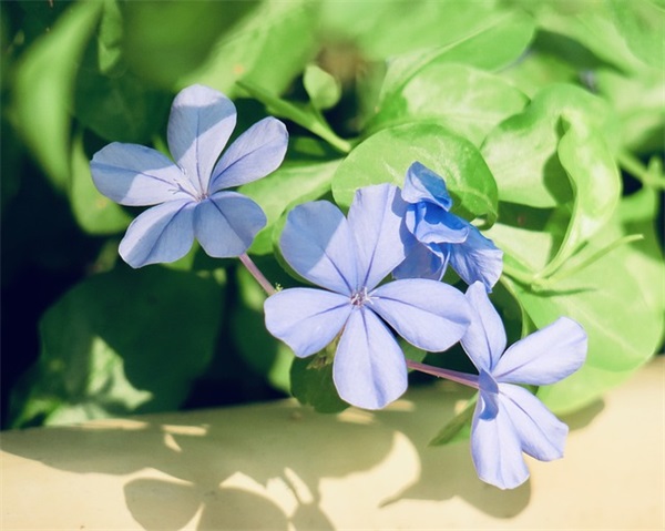 宝宝满月的祝福语25句